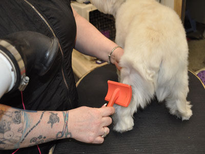 Pet Westie Trim